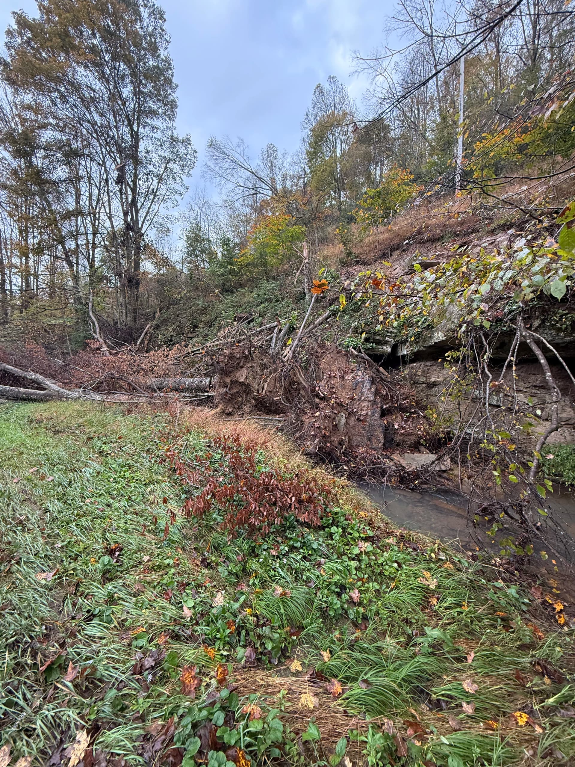 Gallery photos for 4 Large Fallen Trees Cleared From a Creek and Field: Image #3
